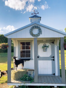 white shed with grey trim with goat standing on porch